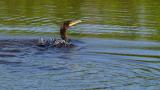 cormorant. preparing to bathe