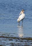 young  woodstork