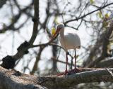 white ibis. with pink feet