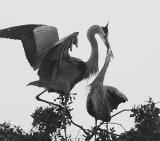 great blue heron male. lands on the nest