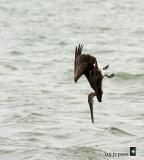 pelican dive