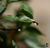 refracted raindrop