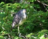 juvenile black crowned night heron