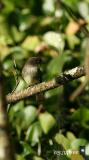 eastern phoebe