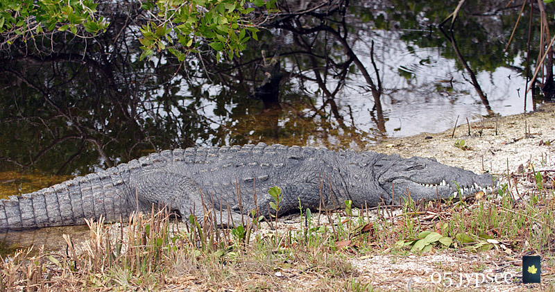 american crocodile