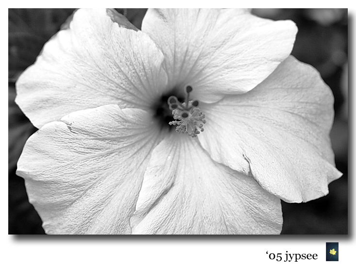 pink hibiscus in black and white