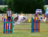 Borzoi