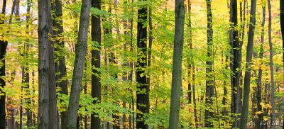 10/16----10/18 foliage trip