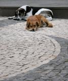 Street Dogs