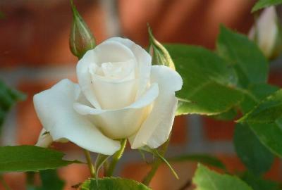 White Rose