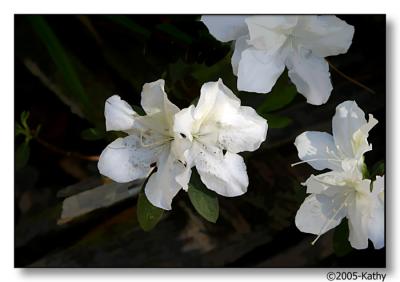 White Azaleas.jpg