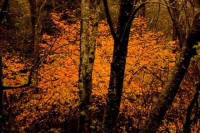 Fall Colors Among The Trees