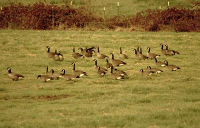 Large Flock