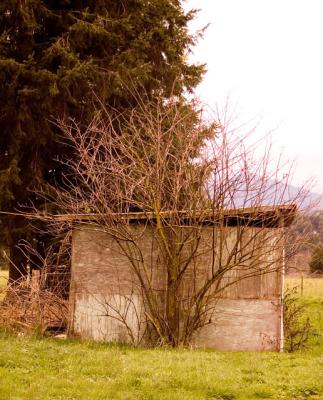 Old Shed