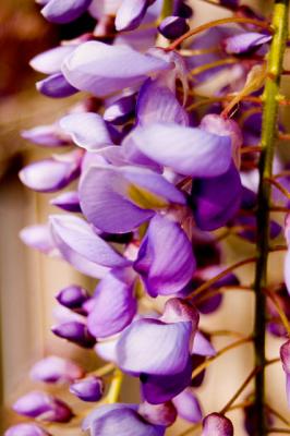 Wisteria