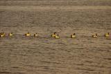 0401010 Ducks All In A Row