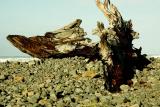 0401010 Large Driftwood