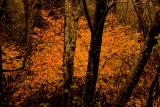 Fall Colors Among The Trees