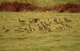 Large Flock