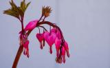 Bleeding Hearts