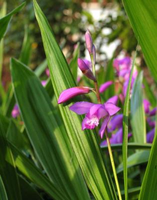 Chinese Ground Orchid (Bletilla striata)