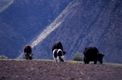 china1_11_08.jpg
