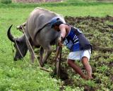 Plowing with a carabao.jpg