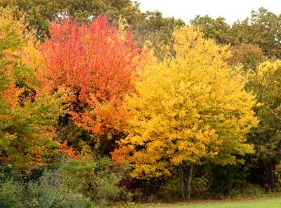 Autumn Colors   0962