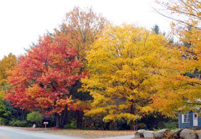Colorful  Yard    1001