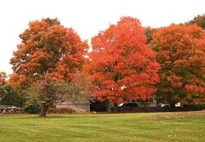 Another  Yard   0966