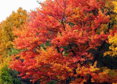 Branches  1005