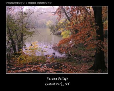 u49/kelster/medium/35950916.CentralParkFall16.jpg