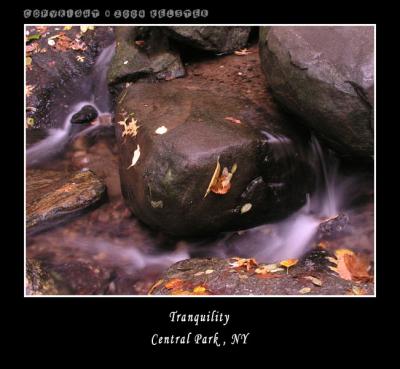 u49/kelster/medium/35950918.CentralParkFall18.jpg
