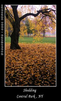 u49/kelster/medium/35950919.CentralParkFall19.jpg