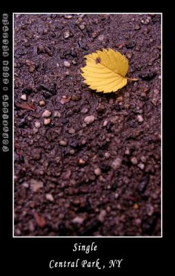 u49/kelster/medium/35950922.CentralParkFall4.jpg