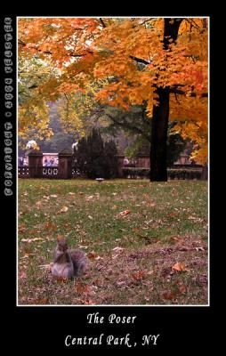 u49/kelster/medium/35950927.CentralParkFall9.jpg