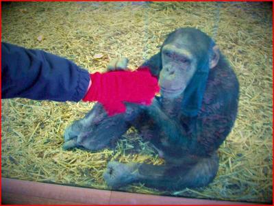 Chimp.