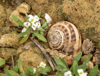 Snail of Selinunte.jpg