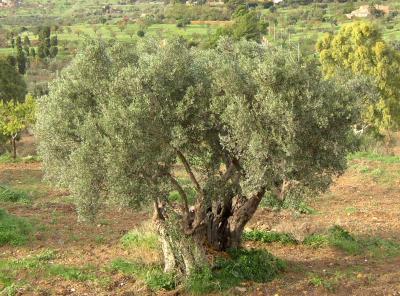 Ancient Olive Tree.jpg