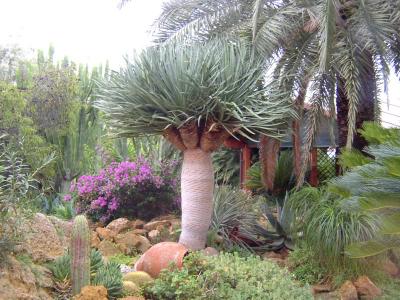 Exotic Palm 2.jpg