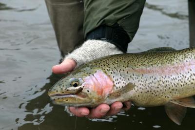 Crowsnest River Rainbow
