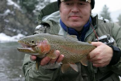 Crowsnest River Rainbow  5