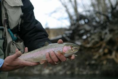 Crowsnest River Rainbow