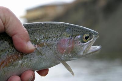 Silvery Rainbow