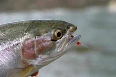 Silvery Rainbow