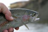 Silvery Rainbow