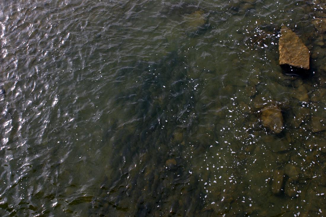 A Herd of Suckers
