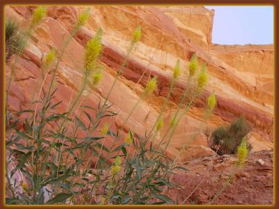 Desert Flowers