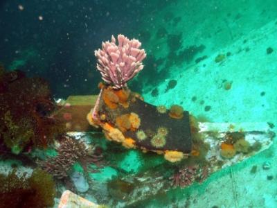Sponges growing everywhere