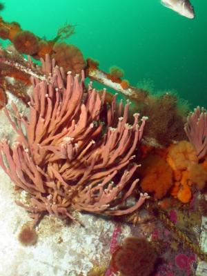 Sponges & Anemones